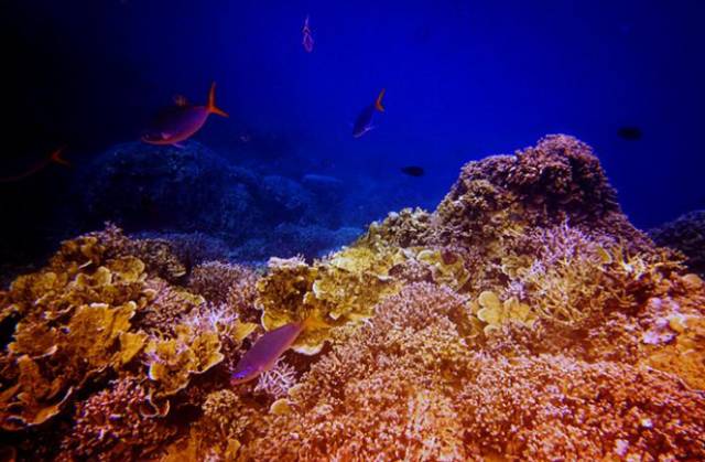 位於帕勞群島南部貝里琉群島的北部外海海域,被全球潛水界人士譽為