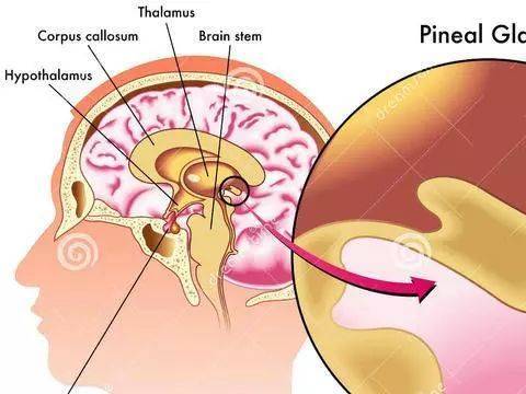 松果体第三只眼童教