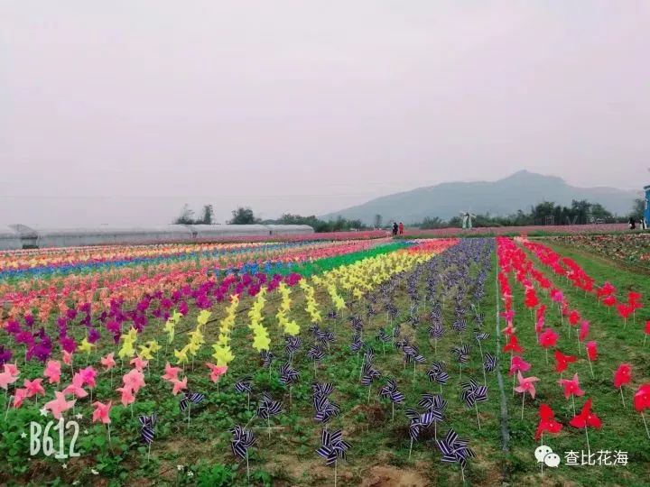 我一腳踏空我就要飛起來了柳州鹿寨查比花海節園博園純玩一日會員僅99