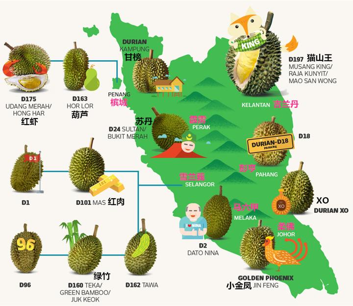 马来西亚骨灰级榴莲地图水很深当心别被国内水果店的走私货骗了