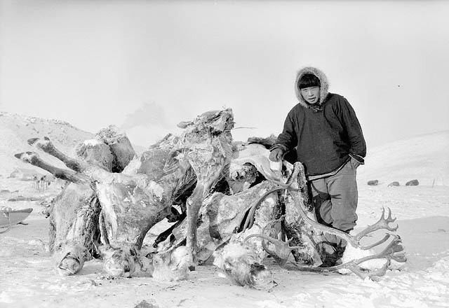 爱斯基摩人纪录片1967图片