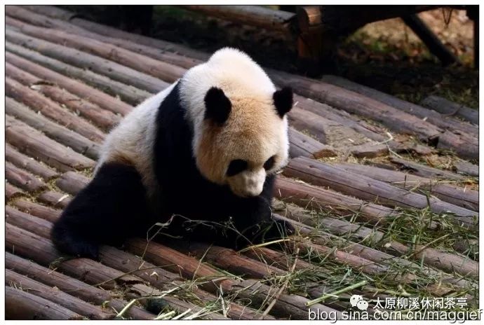 熊猫咪咪的创作背景图片