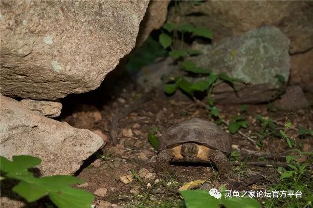 古兹沙漠地鼠龟古兹沙漠陆龟音译