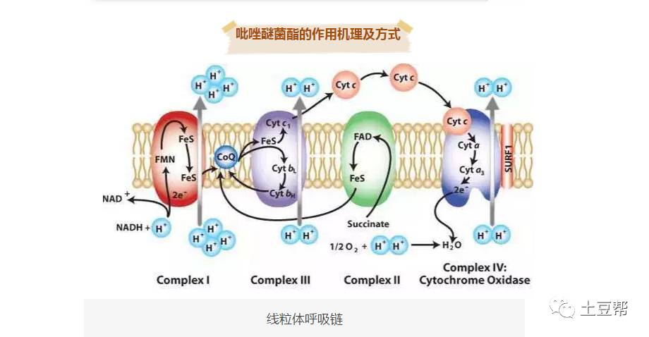 光和电子传递链图片