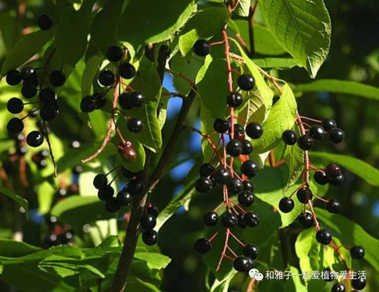 (稠李(沙棘)还有一个习惯,留着旧车票.