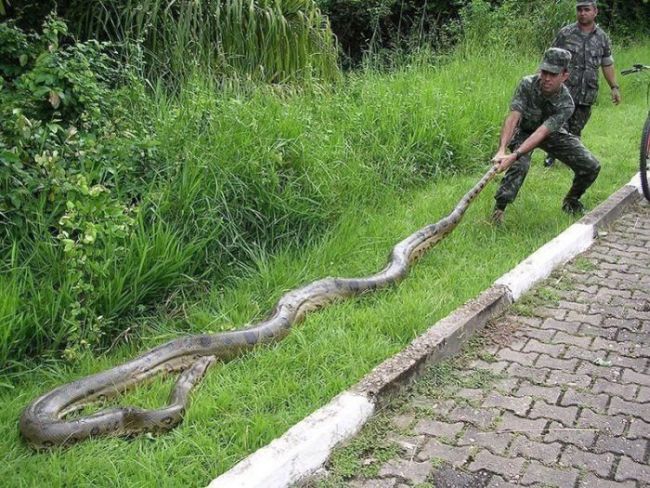 1936年江苏射阳发现巨蛇信子有2米长