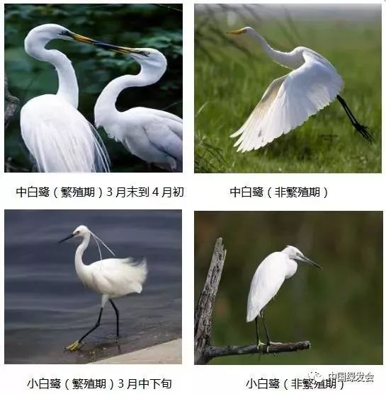 白鹭与白鹤的区别图片