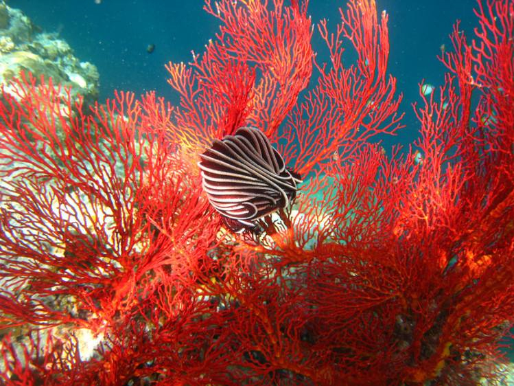 来自深海中的珍宝,为何台湾红珊瑚如此出名?