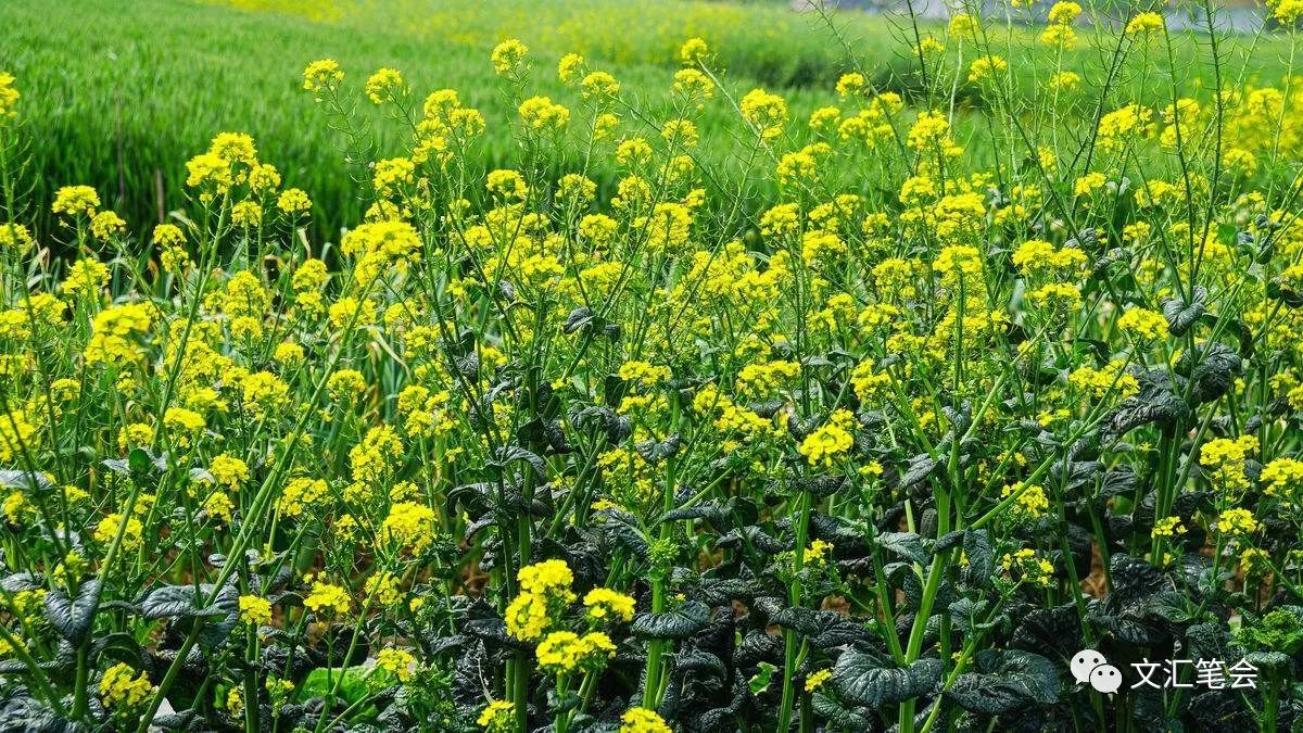 高明昌:蔬菜開花