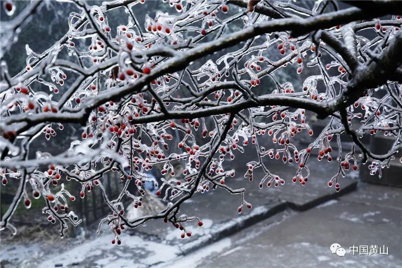 黃山一夜雨夾雪今變水晶宮