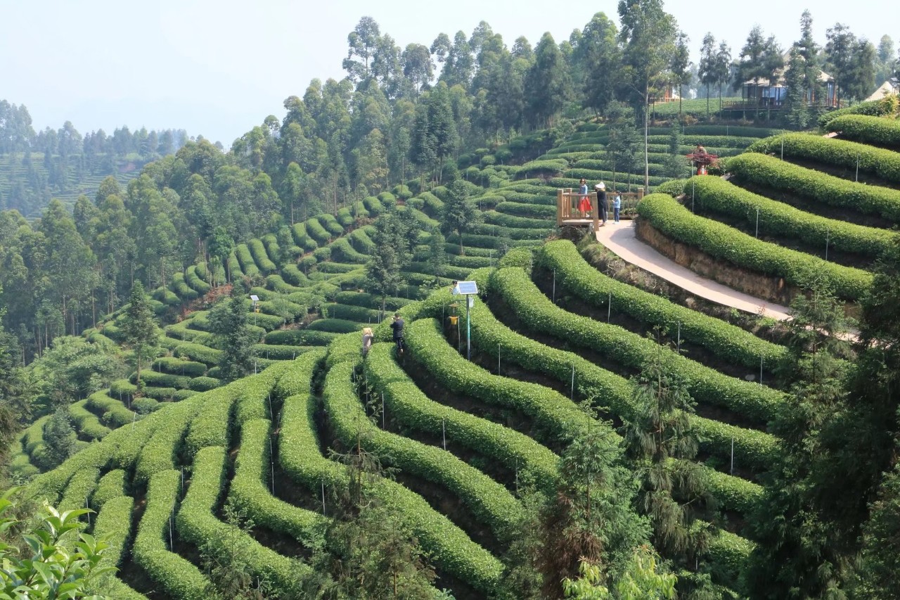 牛角山茶叶基地图片