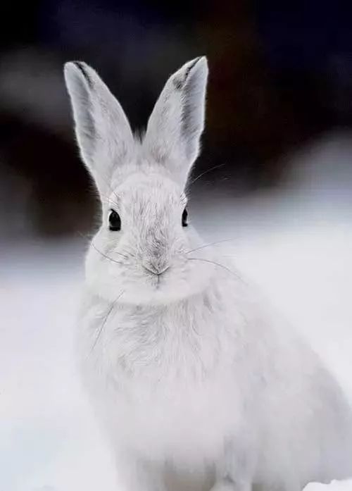 星状雪兔子图片