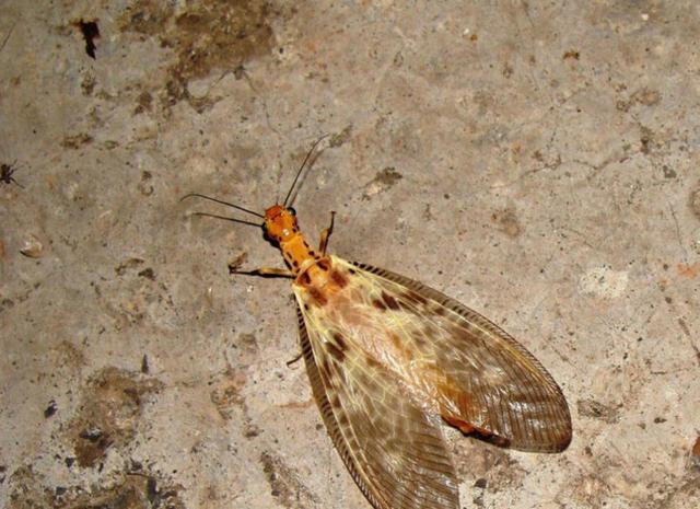 棕色带翅膀的大虫子图片