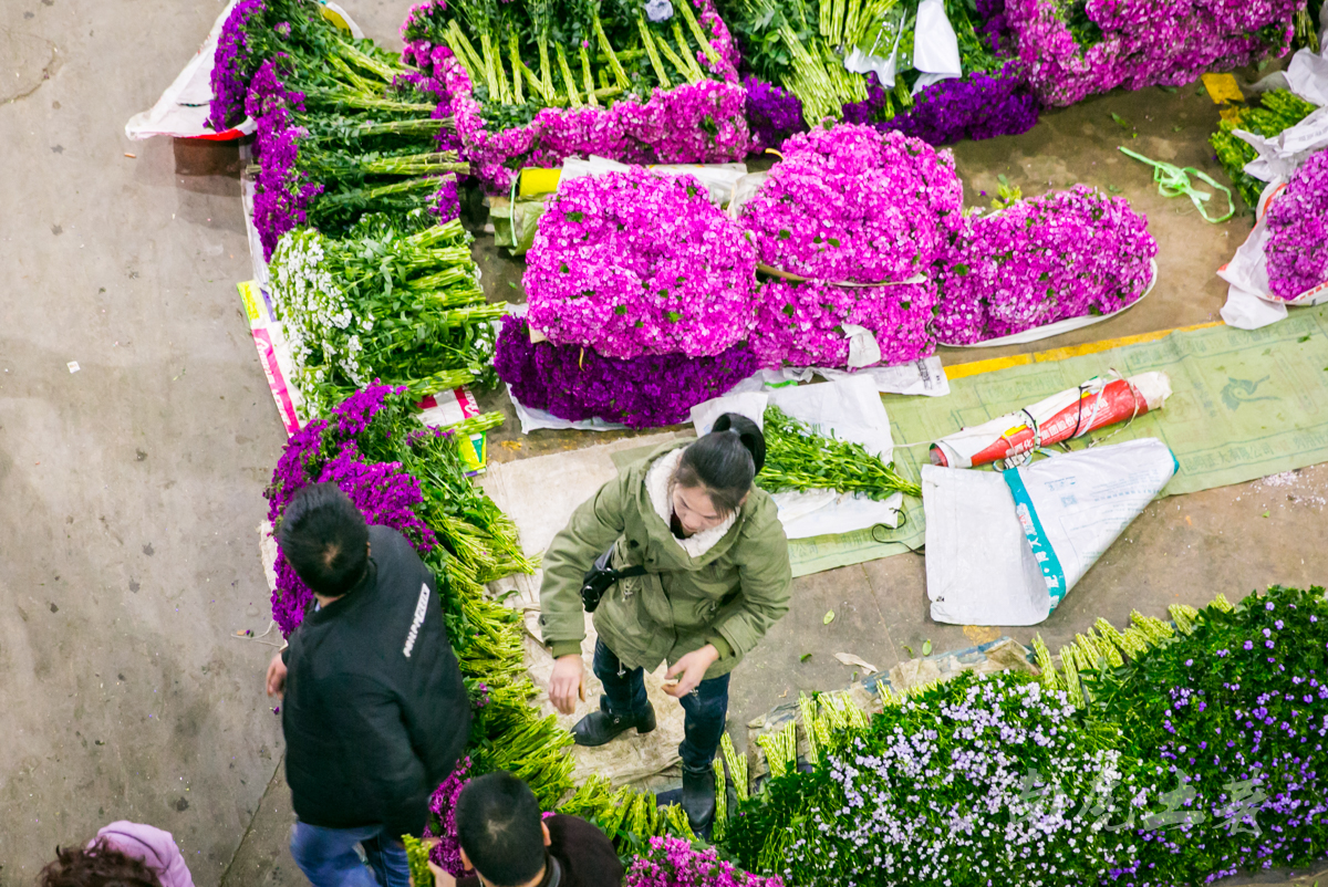 中国最大鲜花市场？ - 知乎