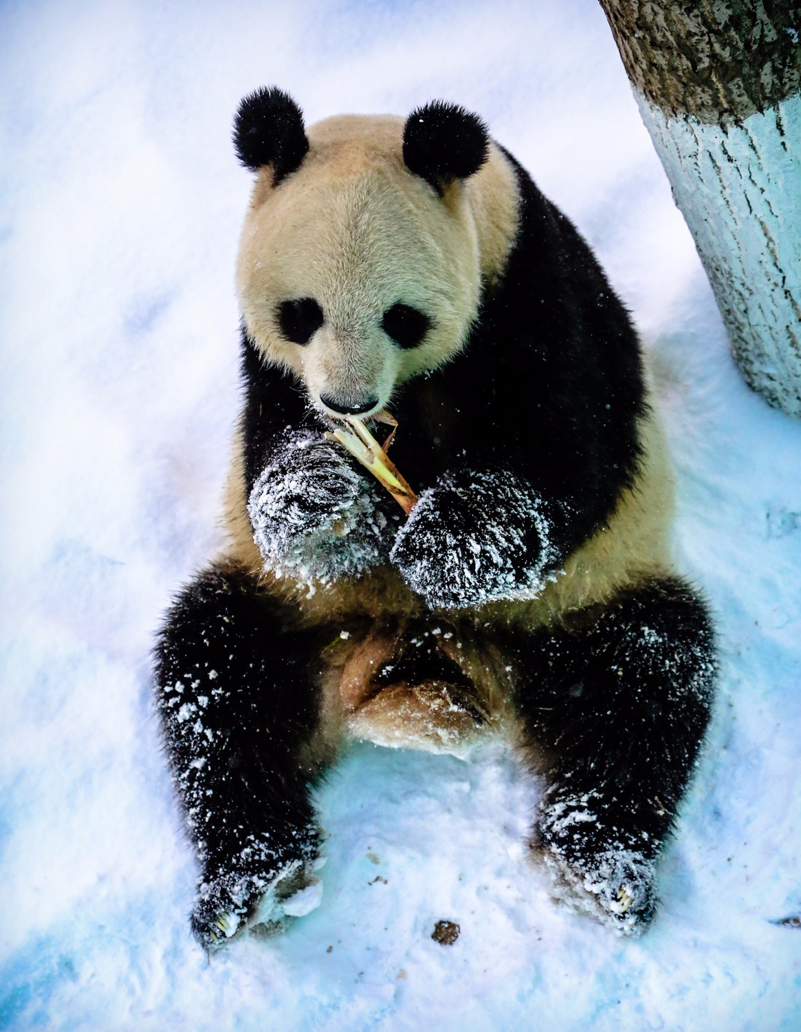 遊客雪中游玩神鵰山動物園逛完了,留個紀念,可耐的米妮雪人今天冒著