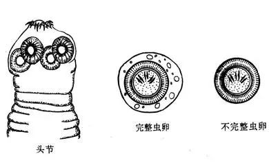 猪肉绦虫虫卵手绘图图片