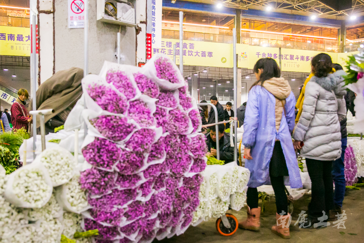 中国最大的花卉市场，鲜花白菜价，卖花像卖菜