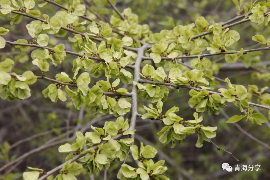 榆钱树果实怎么吃(榆钱树果实怎么吃好吃)