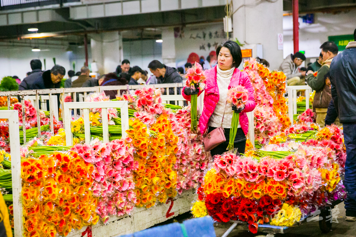 昆明斗南花市，亚洲最大的鲜花交易市场，这里才是鲜花的海洋|鲜花|花市|昆明_新浪新闻