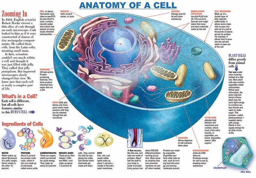 人体细胞结构示意图图片