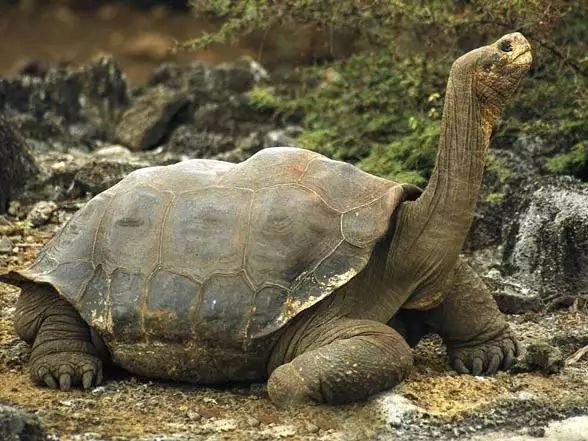 平塔岛象龟灭绝原因图片