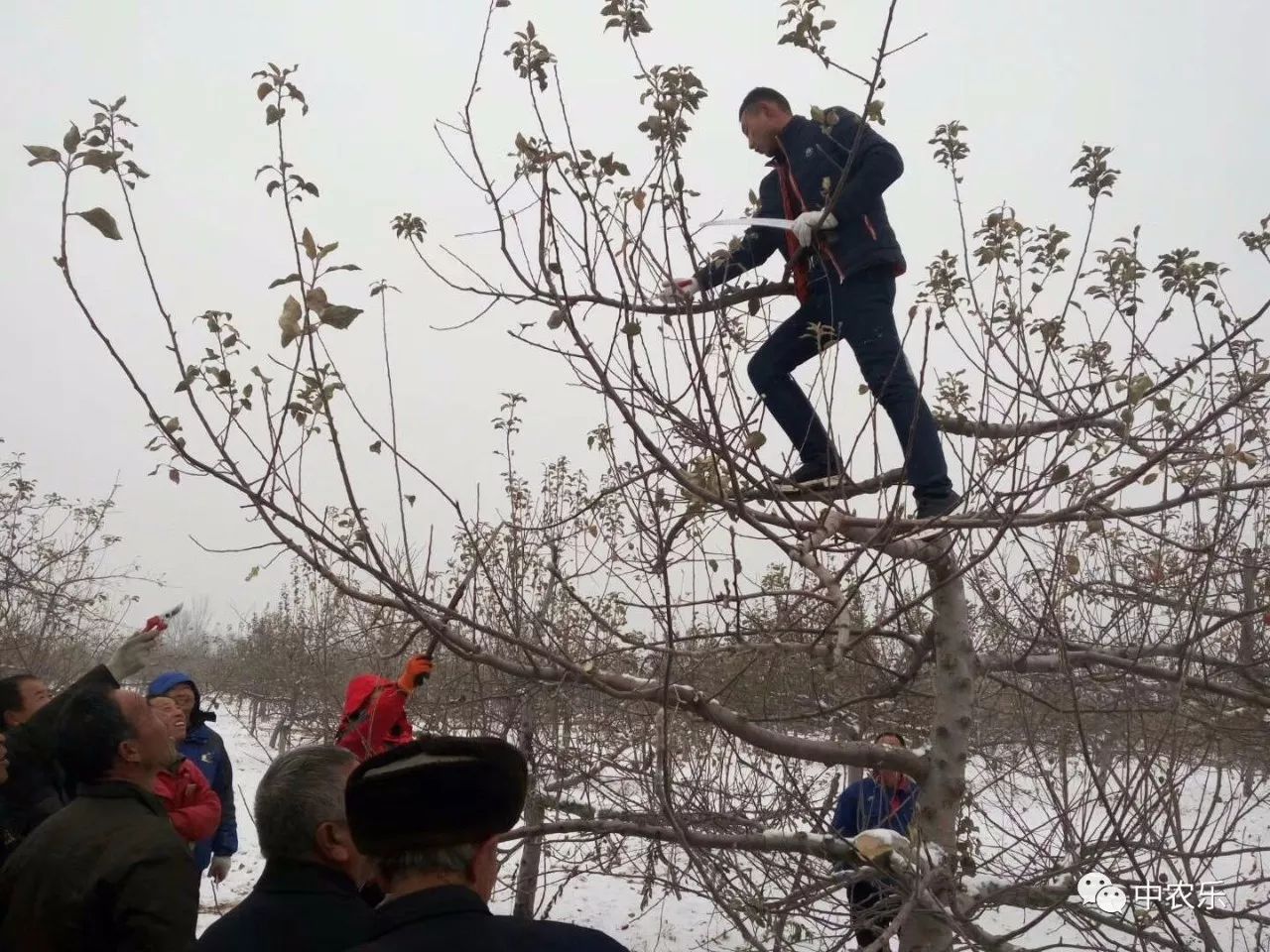 马存让浅谈苹果树轻剪长放多留枝