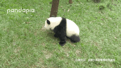 熊猫广播体操现在开始
