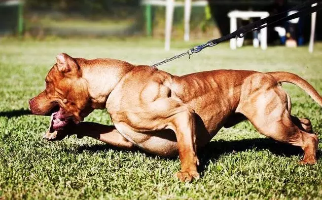 看到这只满身肌肉的狗健身10年的我怂了