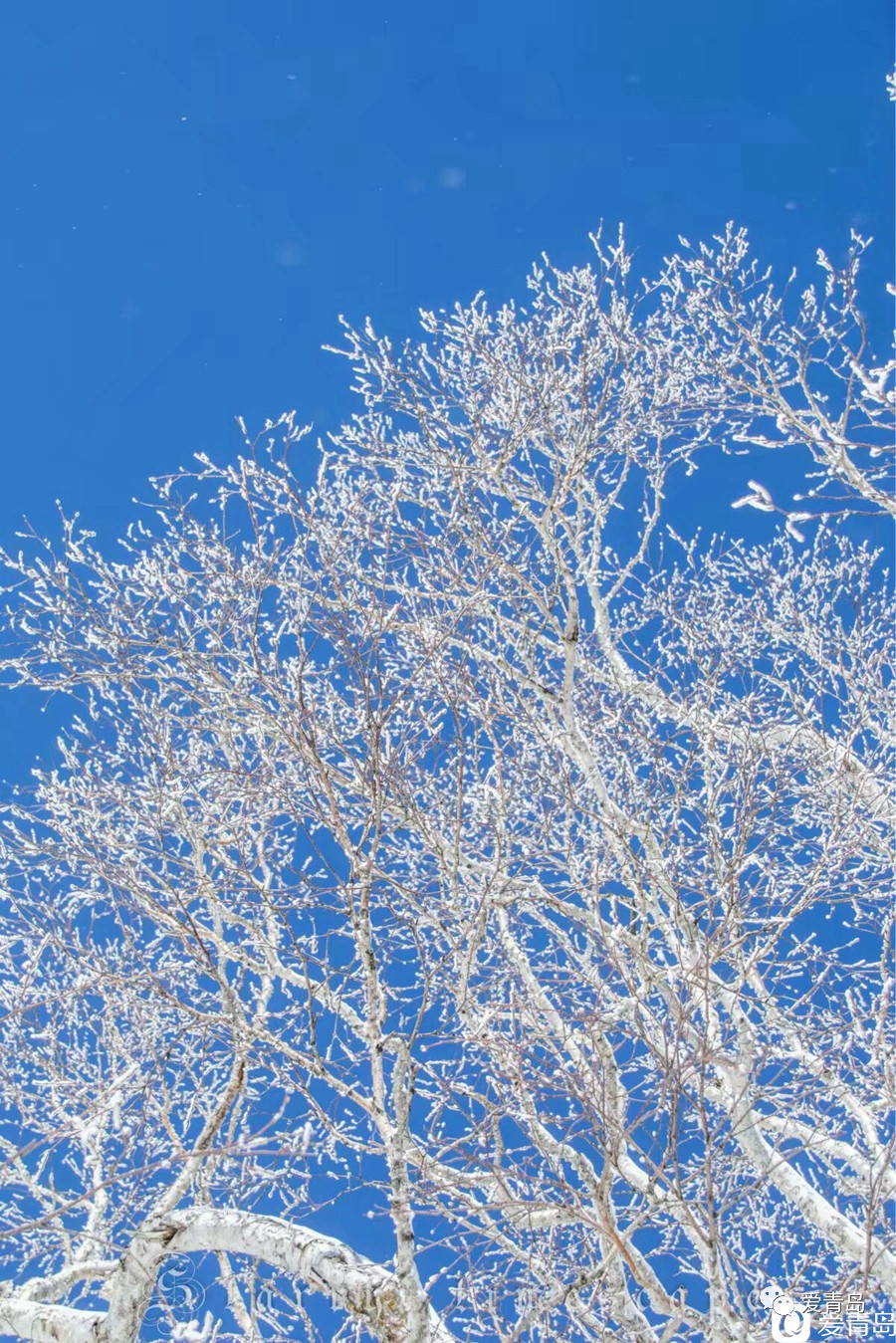 白雪,紅日,雪松,祥雲完美的結合在一起構成了一幅美麗聖潔的圖畫.