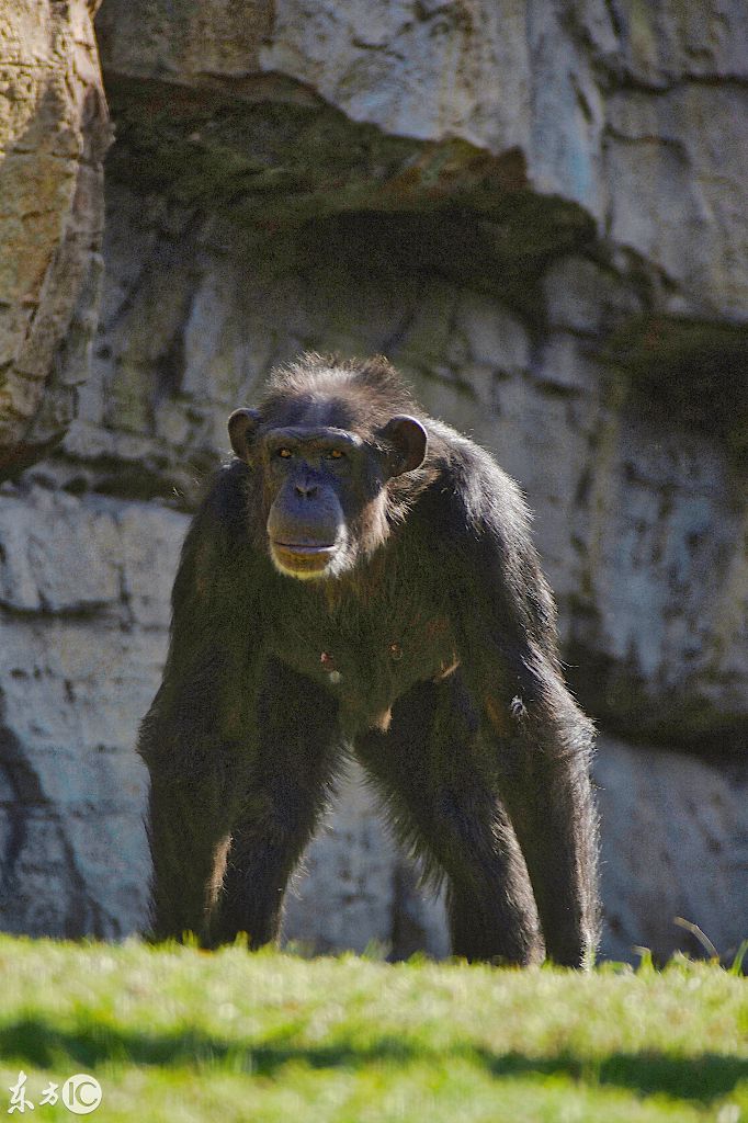 动物园里的黑猩猩行走的表情包