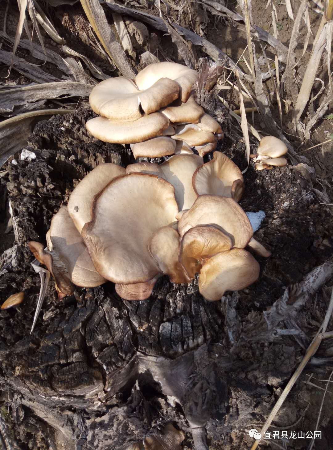 宜君县可食用野生蘑菇