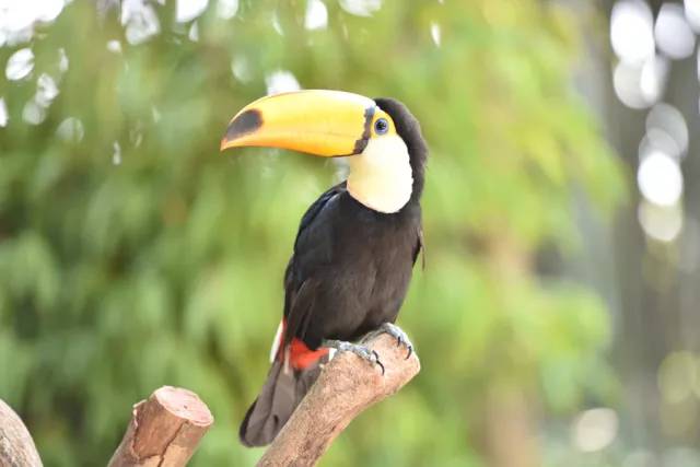 最強動物園丨長這麼可愛名字竟然這麼兇巴巴