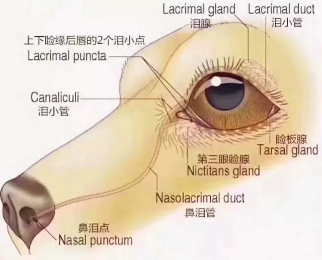 狗狗泪痕的形成原因,以及解决方案