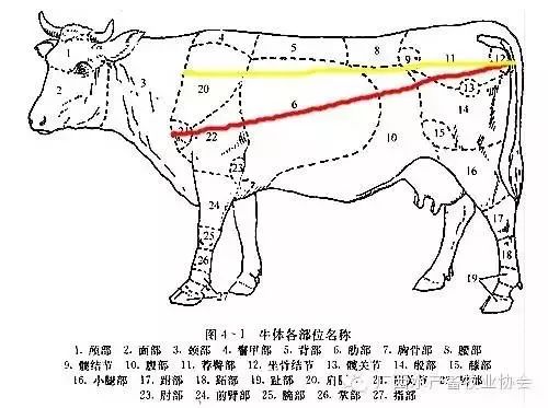 黄牛解剖图解图片