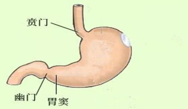 胃窦小弯解剖图图片
