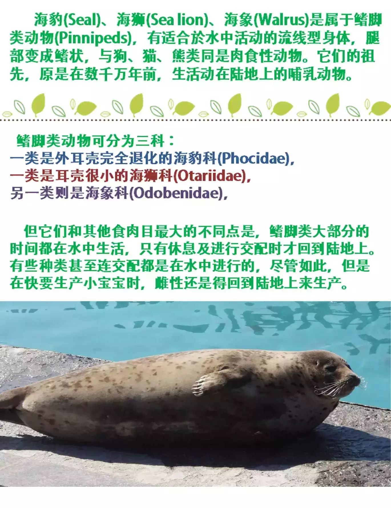 海洋科普238如何区分海豹海狮海狗海象海牛