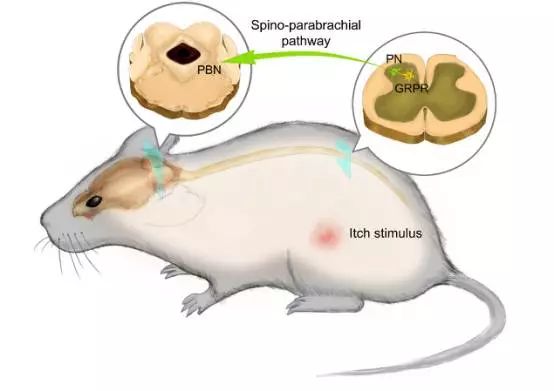 小鼠会立刻全身抓起痒来把它注射到小鼠脊髓中他们发现才意外地有了