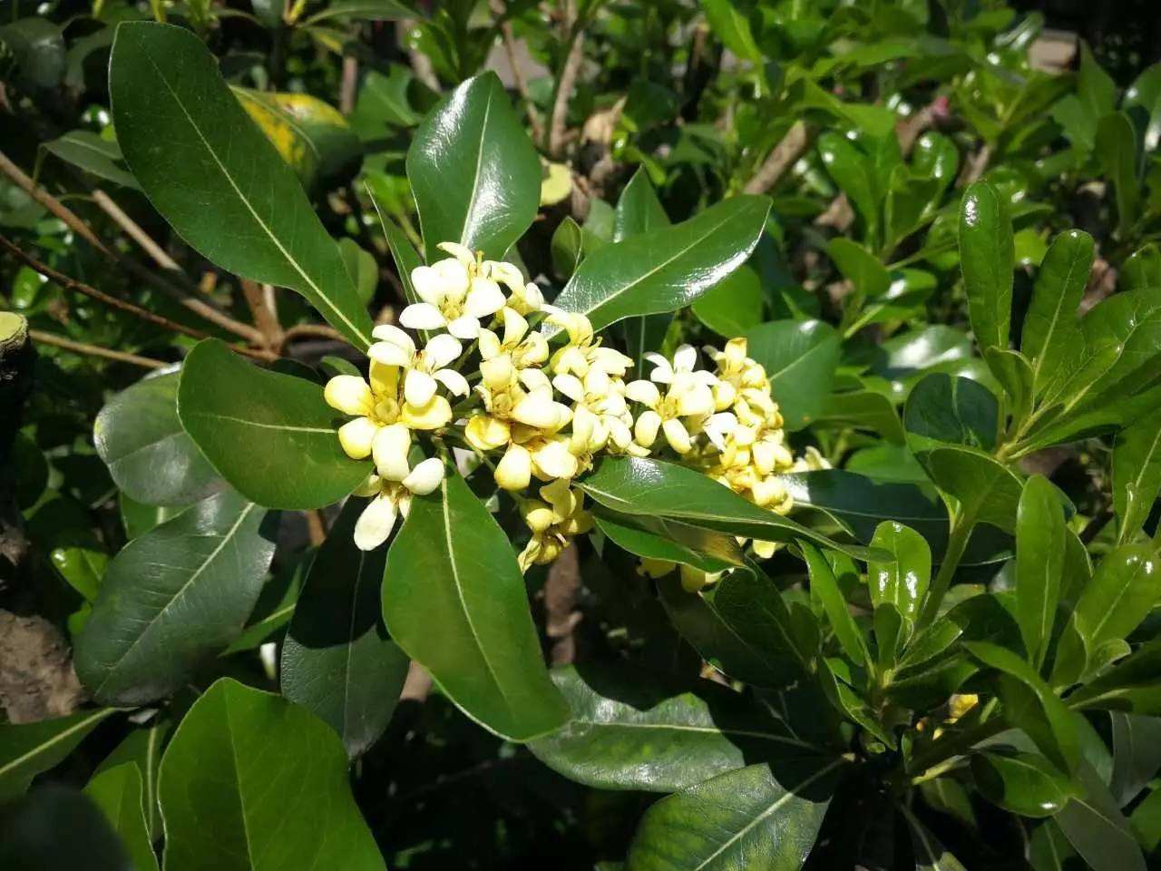 校园的这种绿化植物你认识吗,花香清淡却有七里香之称