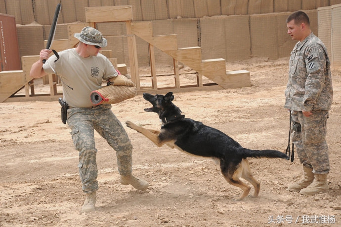 美軍的軍犬訓練場景