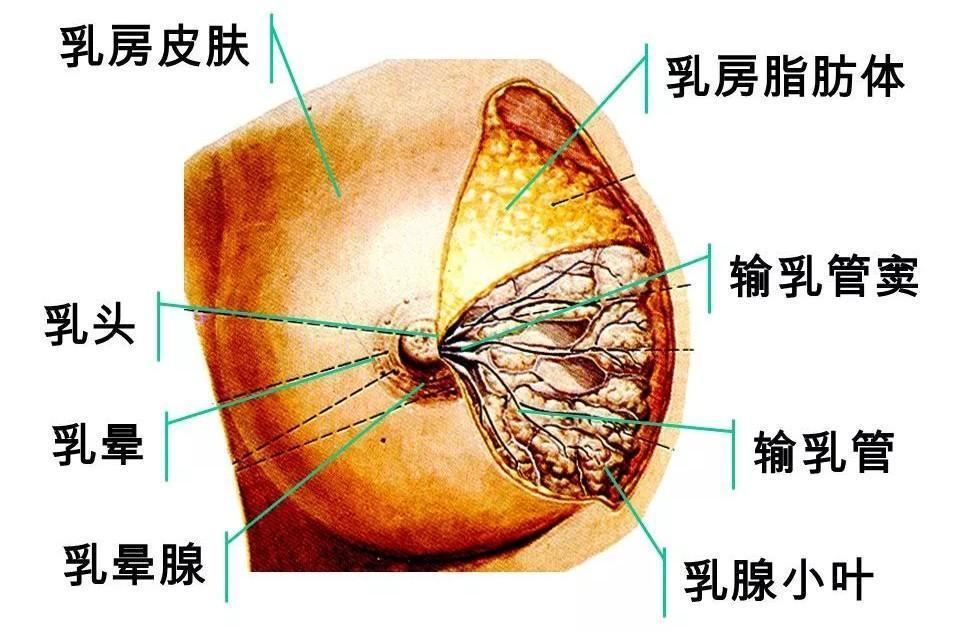 乳突在哪个位置图片