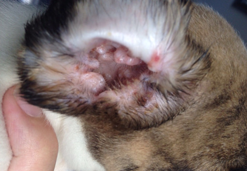 猫咪耳血肿图片图片