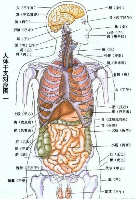 胆囊在肋骨哪个位置图图片