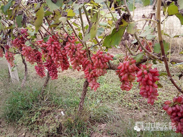 我美麗的家鄉深澤縣鐵桿鎮杜社村