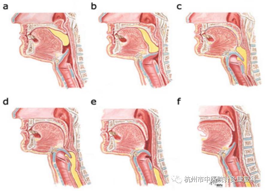 做吞咽动作的解剖图图片
