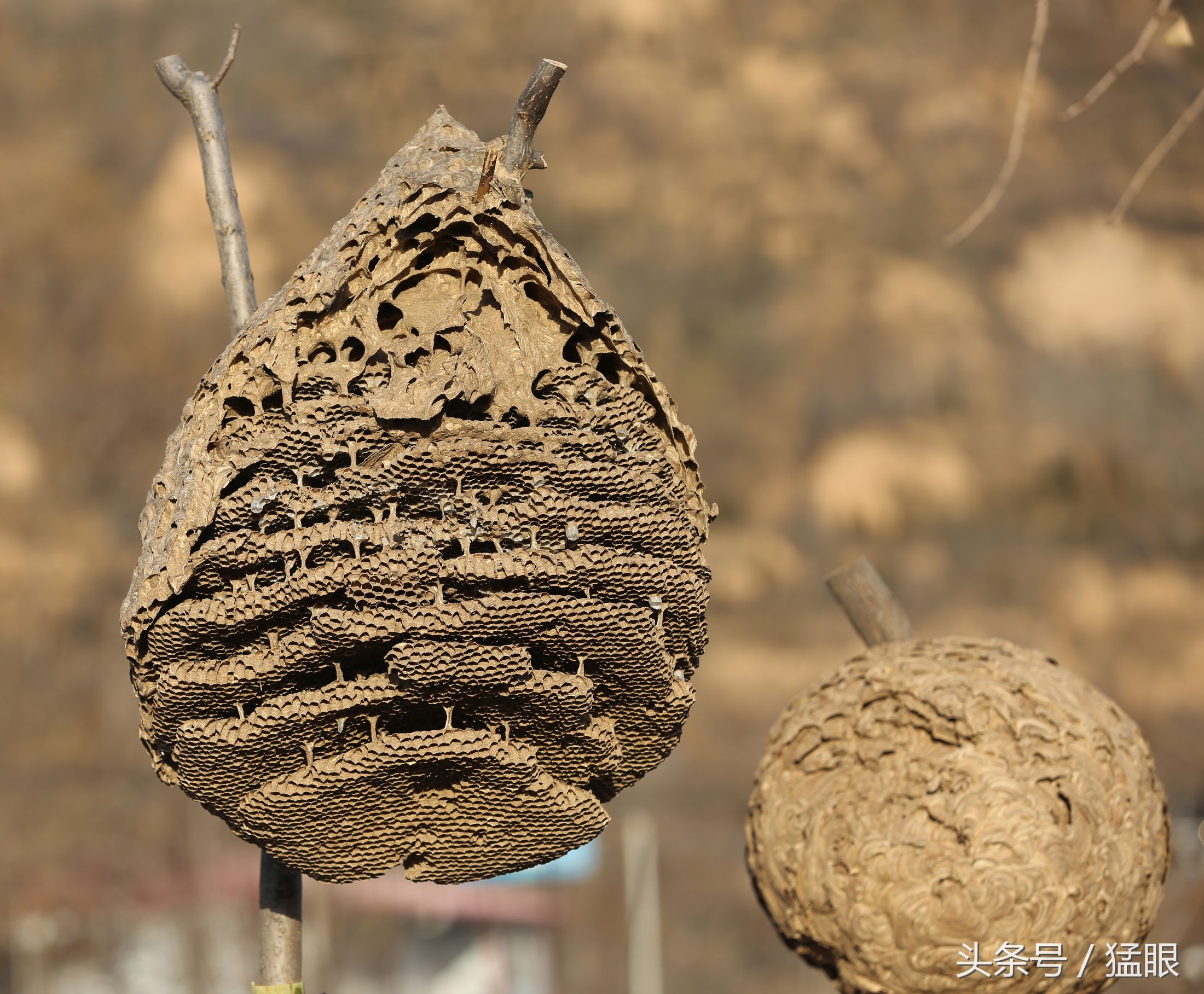 蜂巢蜂巢蜂巢 库存照片. 图片 包括有 昆虫, 敌意, 链子, 群落, 蜂巢, 蜂蜜, 蜂窝, 生态, 花蜜 - 201456576