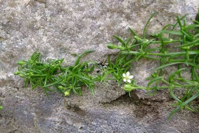 漆姑草种植图片