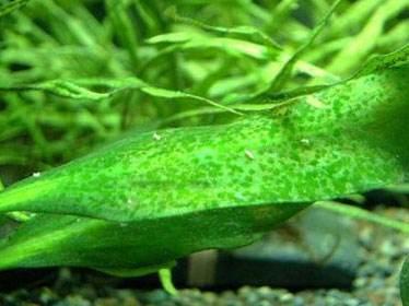 宠物 正文 绿斑藻它是一种呈现绿色斑点状的着生性藻类,原因是缸内养