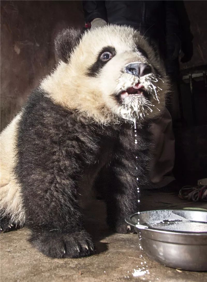 首届中国大熊猫保护研究国际摄影大赛获奖作品展示