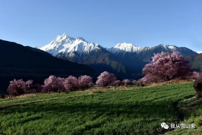 背景是雪山,前景是青稞,这才是西藏的桃花.