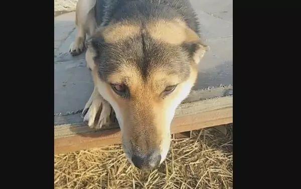 農村一隻中華田園犬被鎖十年,解開鎖鏈它都忘了自由的感覺